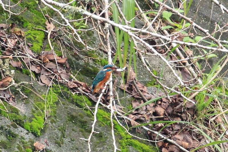 a0167759_3453050.jpg