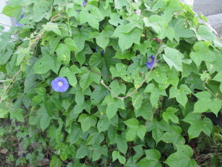 b0300759_07352227.jpg