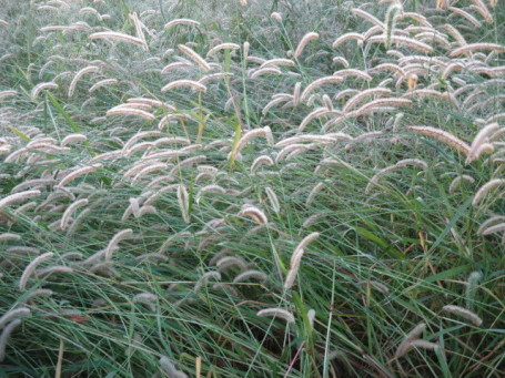 b0300759_07353895.jpg