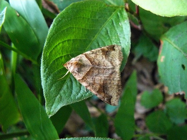 d0019074_10103831.jpg