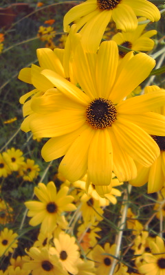 c0141680_9522925.jpg