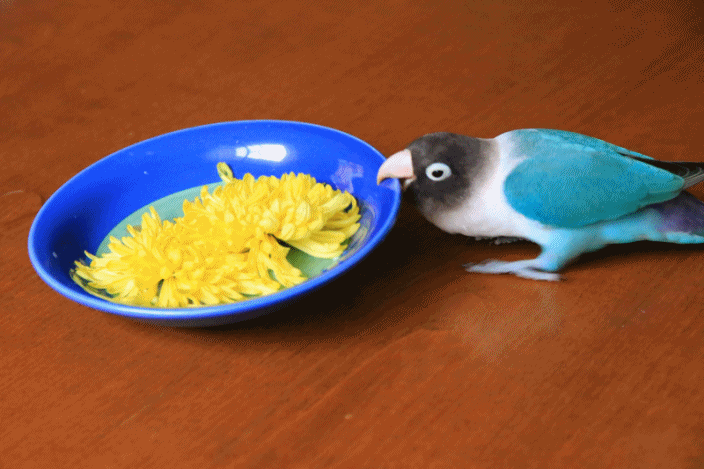 c0145250_10510800.gif