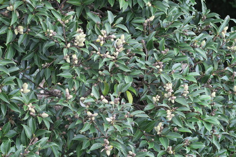 e0292172_2039056.jpg
