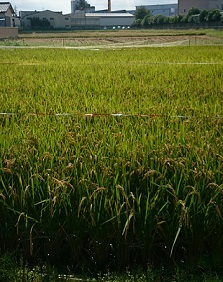 b0366199_11490990.jpg