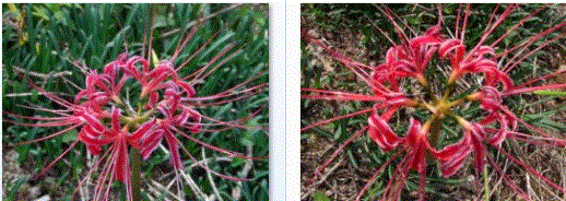f0231709_21203579.gif