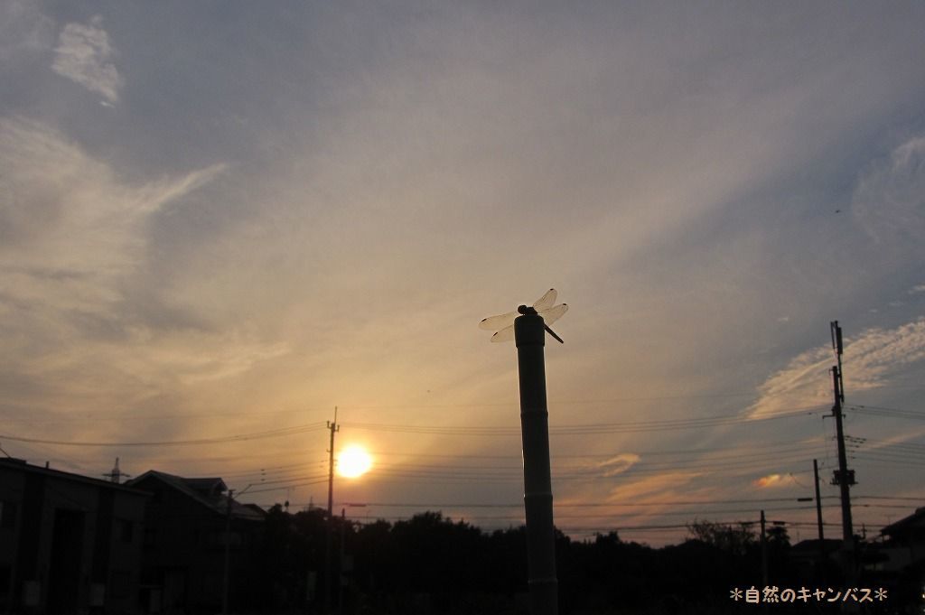 e0052135_18521411.jpg