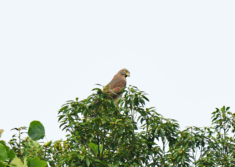 d0290240_10095061.gif
