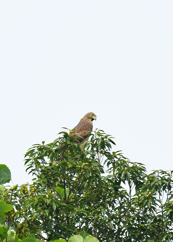d0290240_10100202.gif