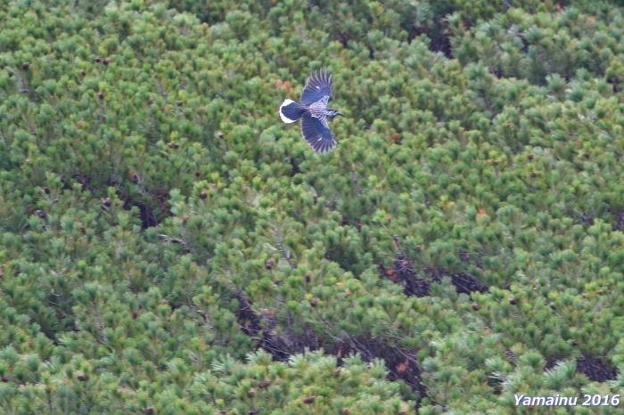 f0194048_18510217.jpg