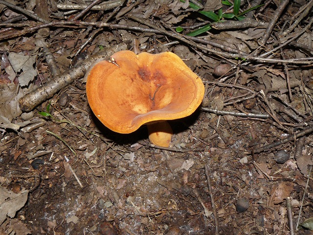 d0019074_816494.jpg