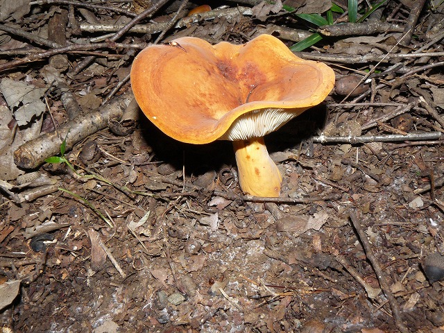 d0019074_8183059.jpg