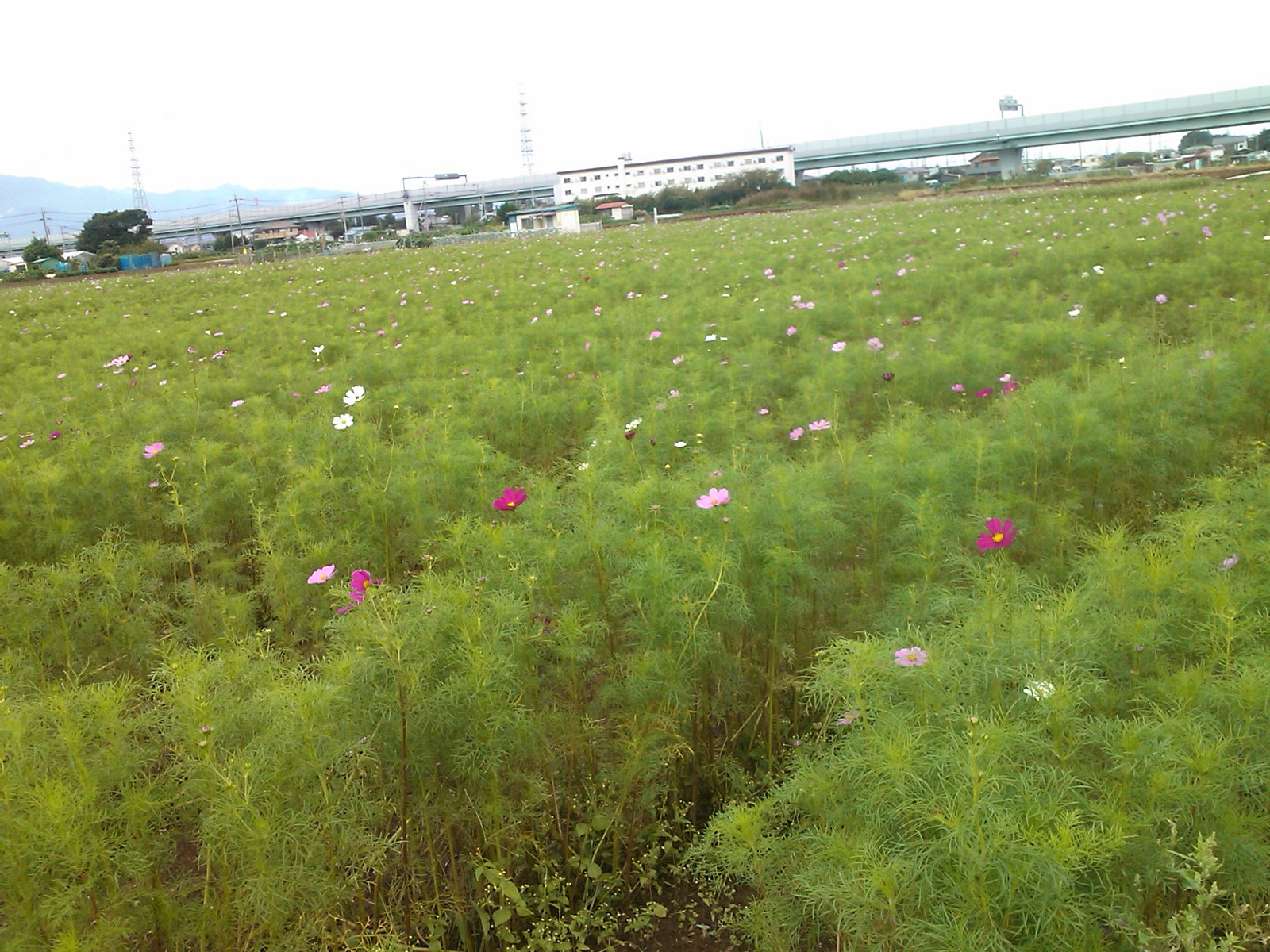 b0137932_14445046.jpg