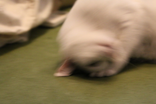 c0342535_15573428.jpg