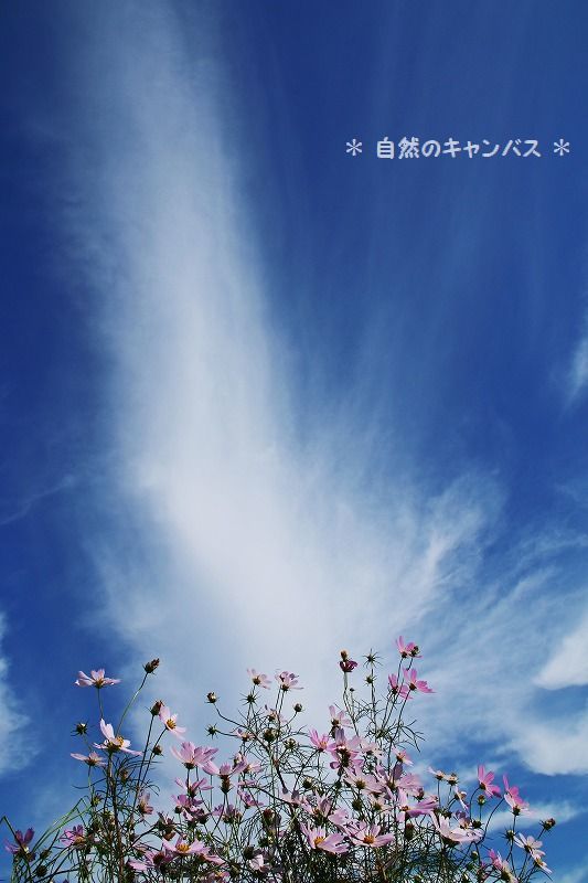 e0052135_20403411.jpg