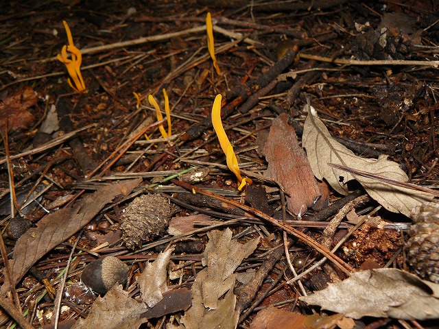 d0019074_6563246.jpg