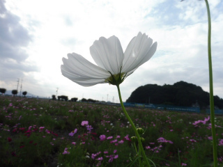 e0046477_21475556.jpg