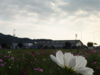 e0046477_21494573.jpg