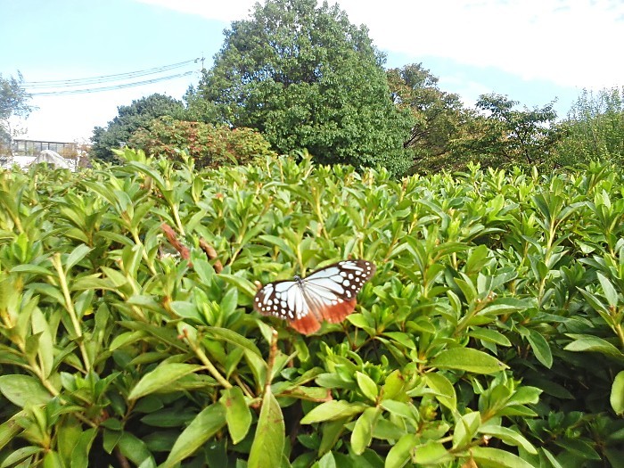 d0341880_08340486.jpg