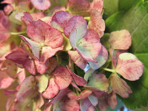 d0046702_515381.jpg