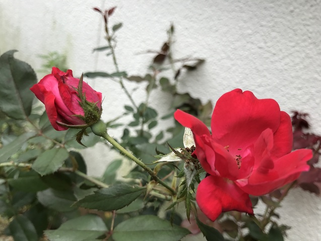 b0061107_2363351.jpg