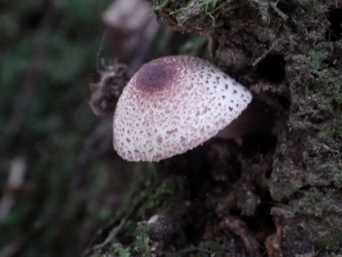 e0352220_15173192.jpg