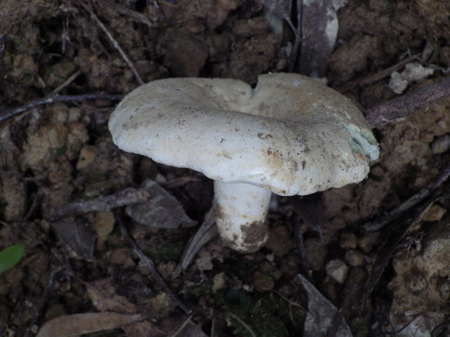 e0352220_15195270.jpg