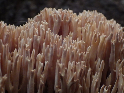 e0352220_15233755.jpg