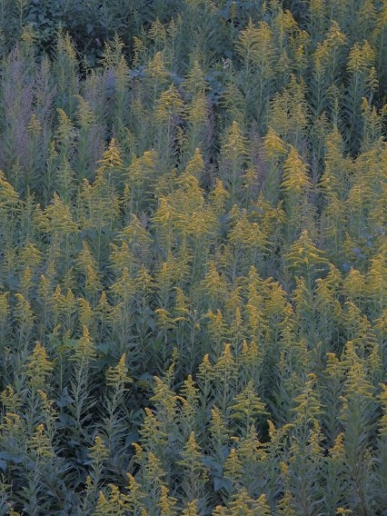 f0150620_21135887.jpg