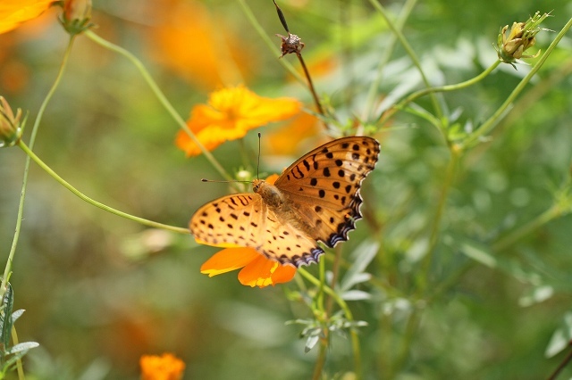 a0242438_21321106.jpg
