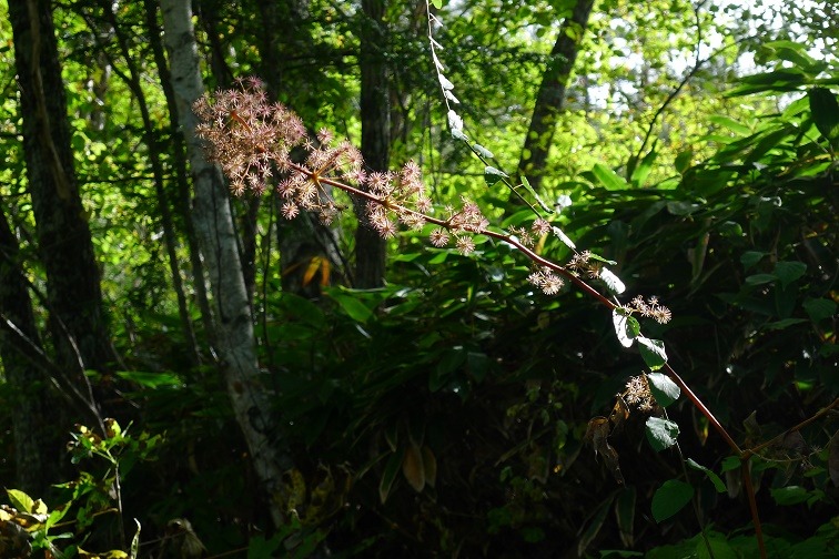 a0130586_1650381.jpg
