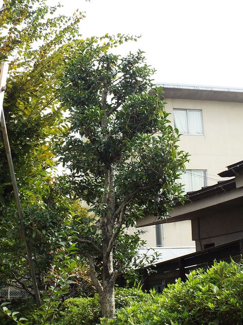 c0108198_16254622.jpg