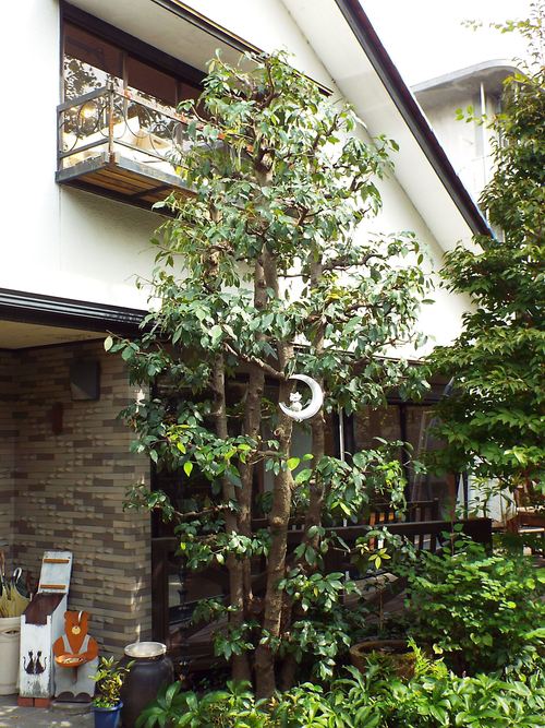 c0108198_16293560.jpg