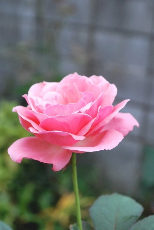 e0025300_11453132.jpg