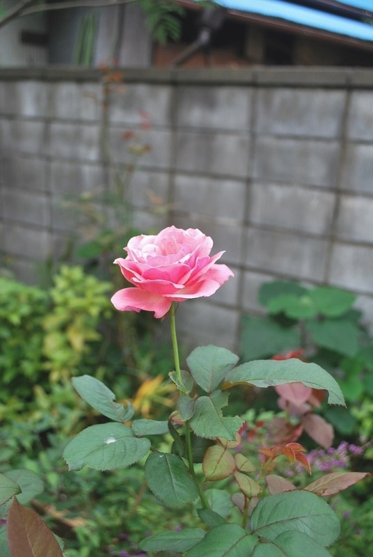 e0025300_1145864.jpg