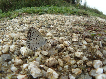 c0353632_10533867.jpg
