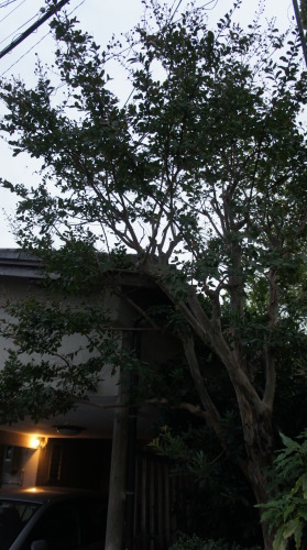 e0166734_19234318.jpg