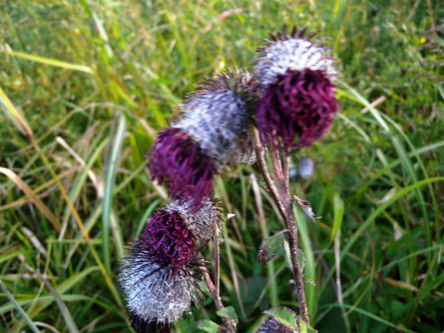 e0272335_1739344.jpg