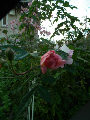 c0006745_04500441.jpg