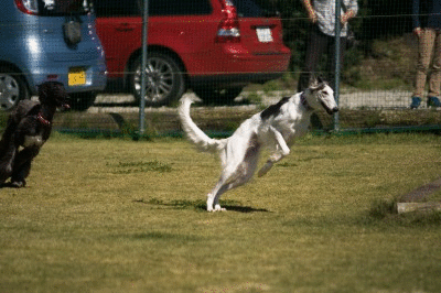 c0260264_20575257.gif