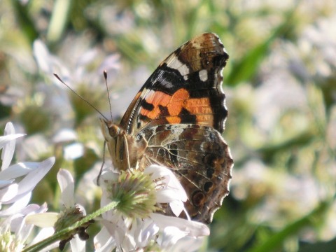e0045768_2237122.jpg