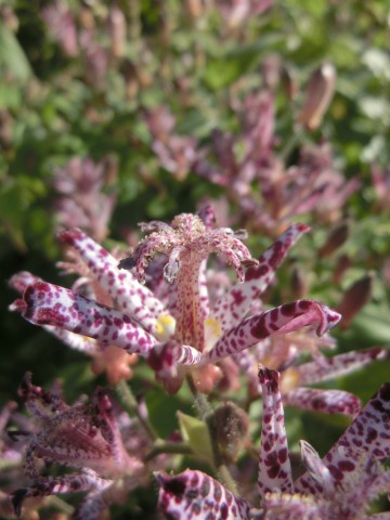 e0045768_22402817.jpg