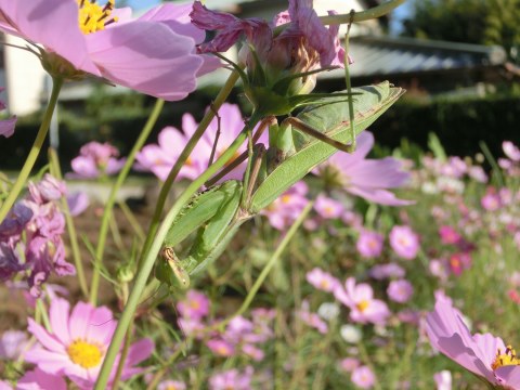 e0045768_22461798.jpg