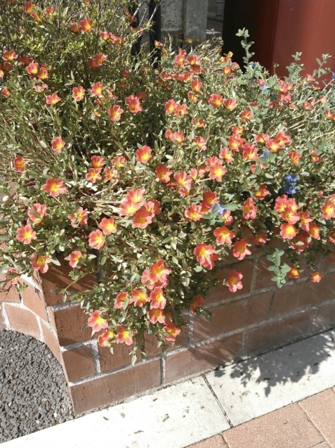c0162773_02365652.jpg