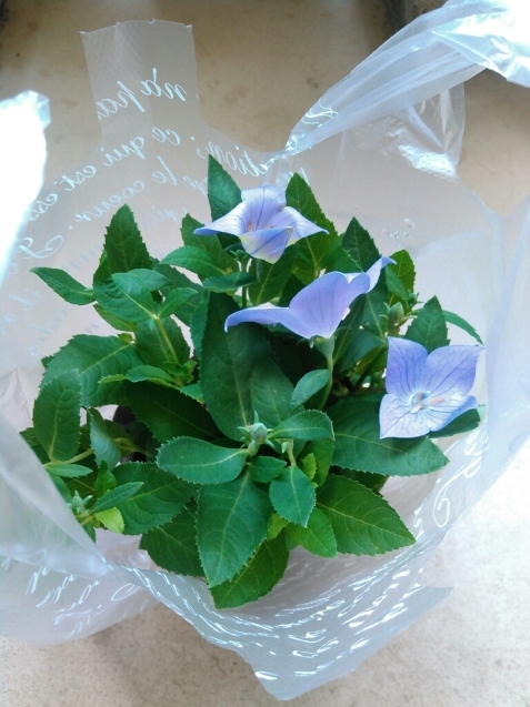 c0162773_02365949.jpg