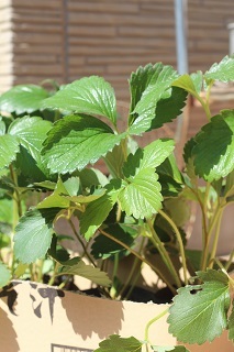 c0362976_15502049.jpg