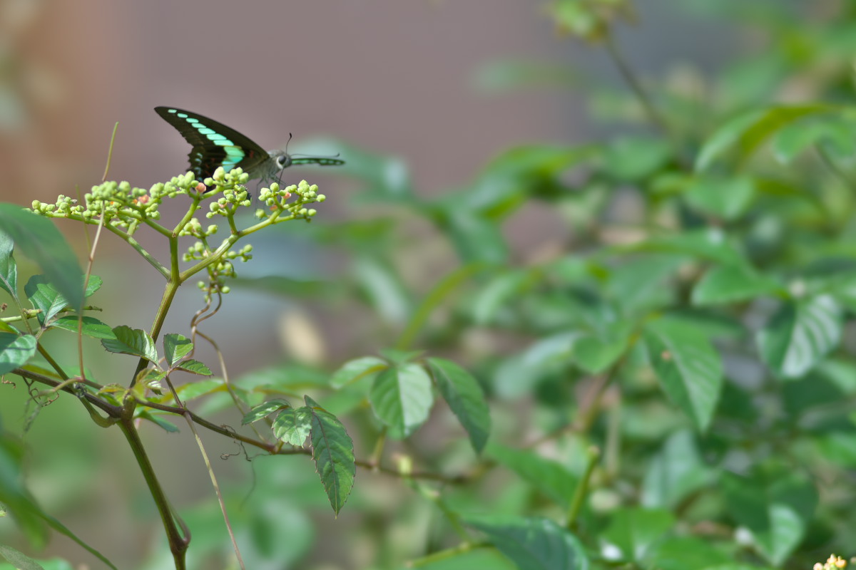 a0083081_209861.jpg