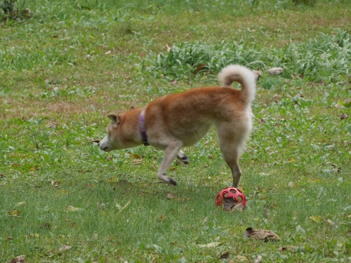 c0123890_2123068.jpg