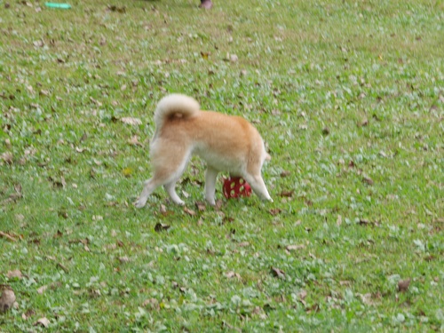 c0123890_2125798.jpg