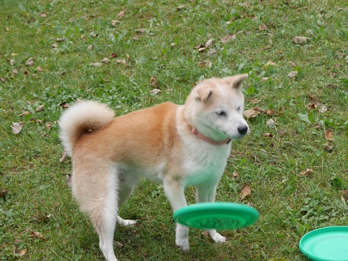 c0123890_214919.jpg