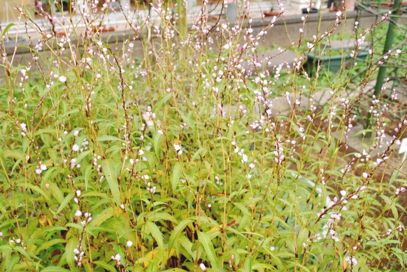 e0025300_15572168.jpg